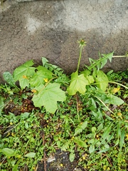 Acer platanoides