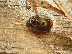 Cercyon ustulatus