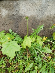 Acer platanoides