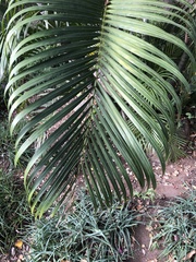 Dypsis lutescens
