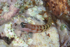 Ecsenius fijiensis