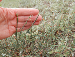 Polygonum ramosissimum
