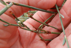 Polygonum ramosissimum