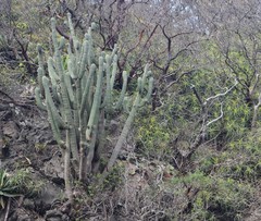 Cephalocereus apicicephalium