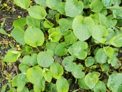 Viola odorata