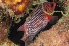 Sargocentron violaceum