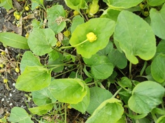 Viola odorata