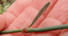 Polygonum ramosissimum