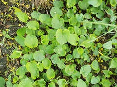 Viola odorata