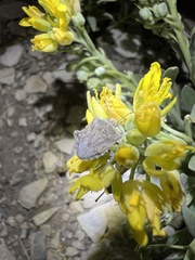 Prionosoma podopioides