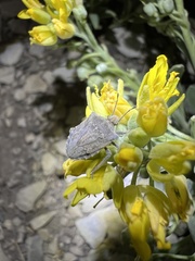 Prionosoma podopioides