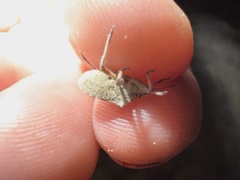 Prionosoma podopioides