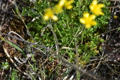 Ranunculus millefoliatus