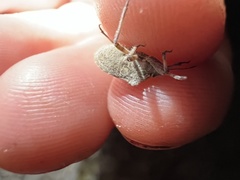 Prionosoma podopioides