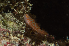 Trimma annosum