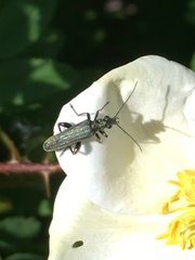 Oedemera virescens