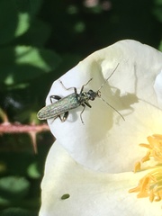 Oedemera virescens
