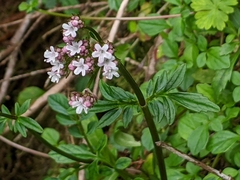Valeriana flaccidissima