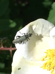 Oedemera virescens