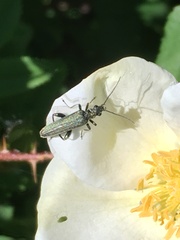 Oedemera virescens