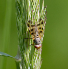 Melieria