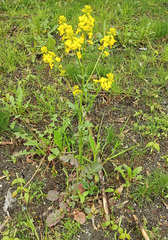 Barbarea vulgaris