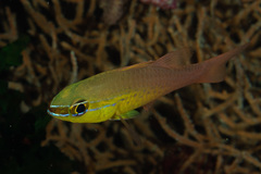 Ostorhinchus apogonoides