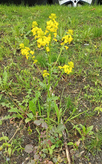Barbarea vulgaris