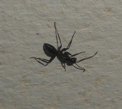Camponotus