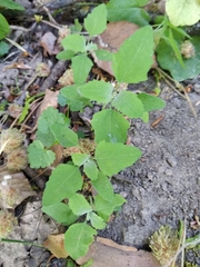 Chenopodium suecicum