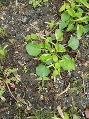 Viola odorata