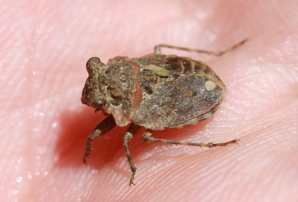 Gelastocoris