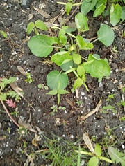 Viola odorata