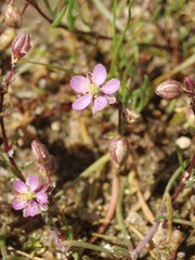 Spergularia kurkae
