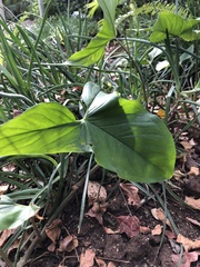 Syngonium podophyllum
