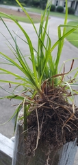 Cyperus engelmannii