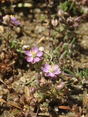 Spergularia kurkae