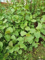 Reynoutria × bohemica