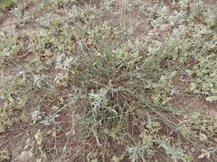 Polygonum ramosissimum