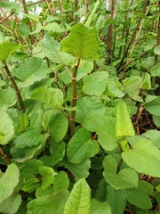 Reynoutria × bohemica