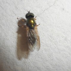 Chloromyia