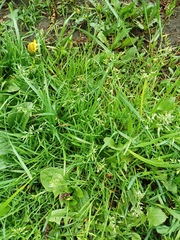 Poa annua