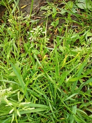 Poa annua