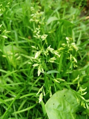 Poa annua