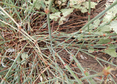 Polygonum ramosissimum