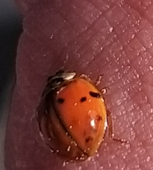 Harmonia axyridis