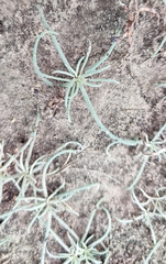 Petrosimonia litwinowii