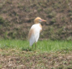Bubulcus ibis coromandus