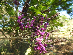 Lonchocarpus guatemalensis