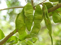 Lonchocarpus guatemalensis